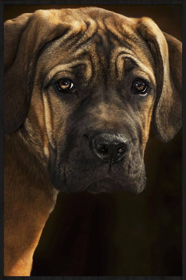 WANDKRAFT Schilderij Bordeaux hond Collectie faces Forex met zwarte lijst 98x148cm