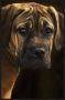 WANDKRAFT Schilderij Bordeaux hond Collectie faces Forex met zwarte lijst 98x148cm - Thumbnail 2