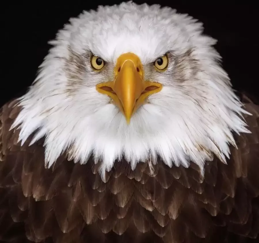 WANDKRAFT Schilderij dibond Arend 74x74cm