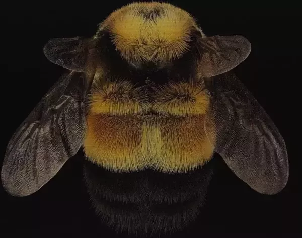 WANDKRAFT Schilderij dibond rvs Bij 74x74cm - Foto 2