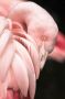 WANDKRAFT Schilderij flamingo Collectie Bright wings Dibond wit 98x148cm - Thumbnail 2