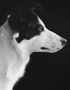WANDKRAFT Schilderij hond border collie Collectie faces Dibond wit 70x118cm - Thumbnail 2
