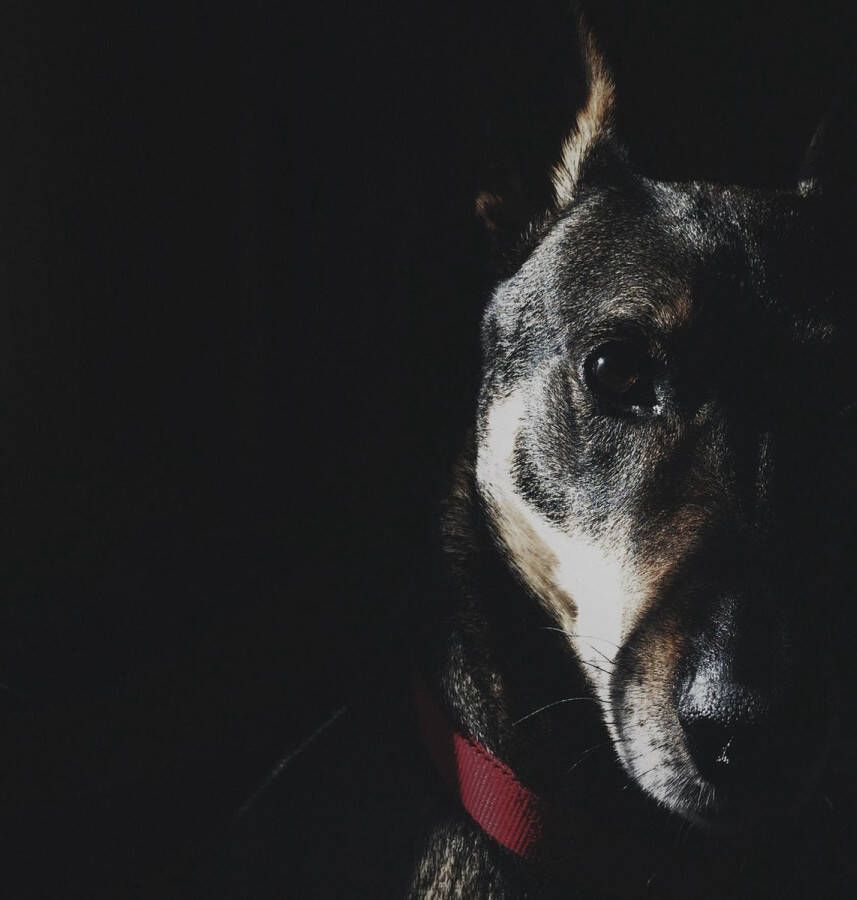 WANDKRAFT Schilderij hond dobberman Collectie faces Dibond wit 118x70cm