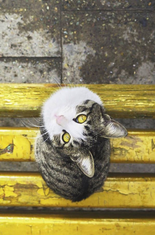 WANDKRAFT Schilderij kat Collectie faces Dibond wit 70x118cm - Foto 1