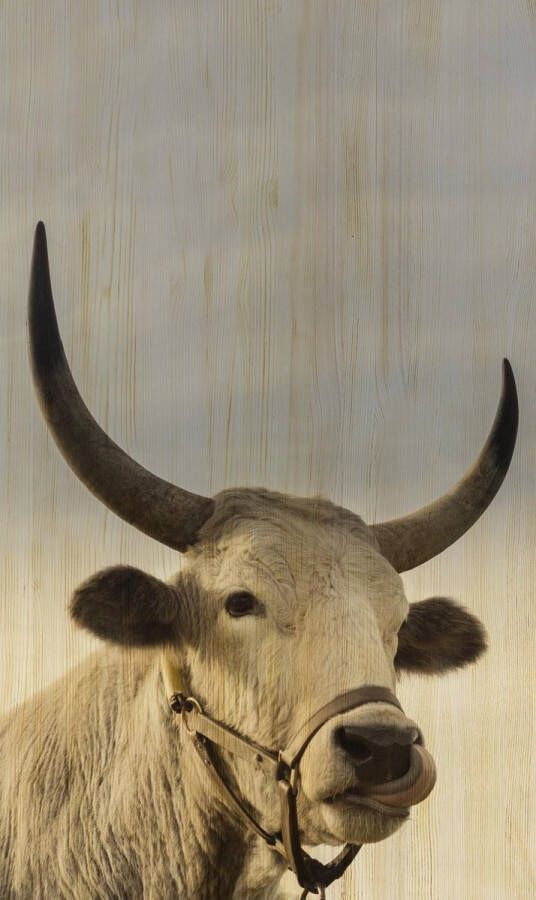 WANDKRAFT Schilderij koe Collectie european wildlife Hout met leren lussen 70x118cm