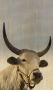 WANDKRAFT Schilderij koe Collectie european wildlife Hout met leren lussen 70x118cm - Thumbnail 2