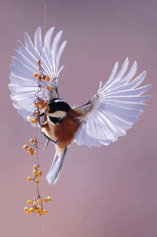 WANDKRAFT Schilderij kolibri Collectie Bright wings Dibond wit 70x118cm