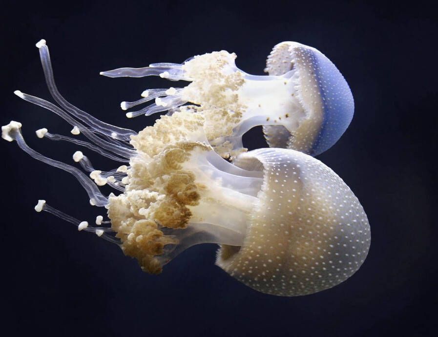 WANDKRAFT Schilderij kwallen Collectie Wonder life RVS 118x70cm - Foto 1