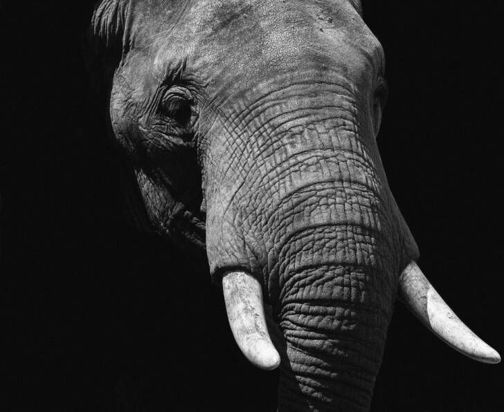 WANDKRAFT Schilderij olifant Collectie faces Dibond wit 148x98cm