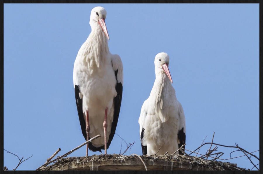 WANDKRAFT Schilderij ooievaars Collectie Bright wings Forex met zwarte lijst 118x70cm