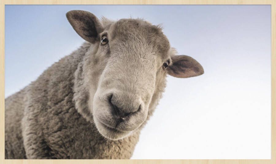 WANDKRAFT Schilderij schaap Collectie at the farm Forex met blanke lijst 148x98cm - Foto 3