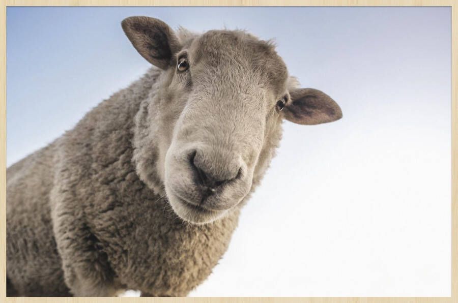 WANDKRAFT Schilderij schaap Collectie at the farm Forex met blanke lijst 148x98cm - Foto 2