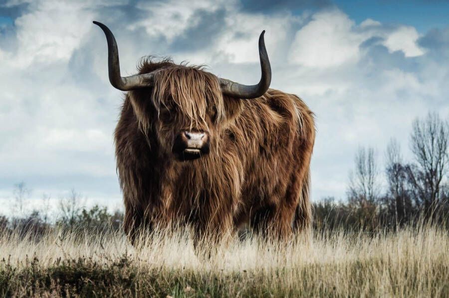 WANDKRAFT Schilderij schotse hooglander Collectie european wildlife Dibond wit 148x98cm