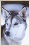 WANDKRAFT Schilderij wolf Collectie european wildlife Forex met blanke lijst 98x148cm - Thumbnail 2