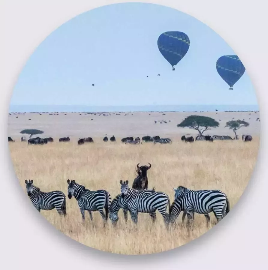 WANDKRAFT Schilderij zebra's Collectie wildlife Pure Metal 50x50cm