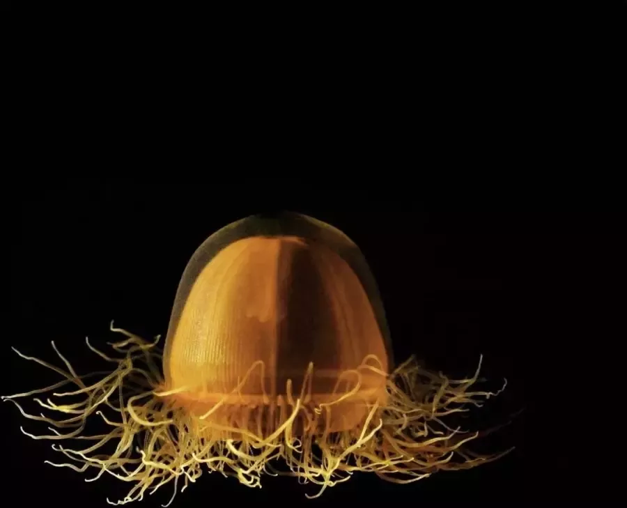 WANDKRAFT Schilderij kwal Collectie Wonder life RVS 148x98cm