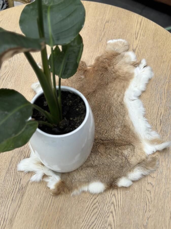 Wildlife Design SET VAN 5 beige konijnenvachtjes 5 vachtjes konijnenvel cognac velletje tafel dierenvel dierenhuid salontafel decoratie dierenvel deco - Foto 3