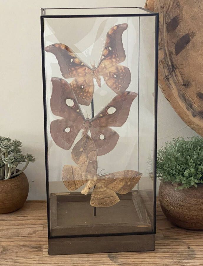 World of wonders Deco Glazen vitrine met 3 echte Afrikaanse motten Taxidermie entomologie