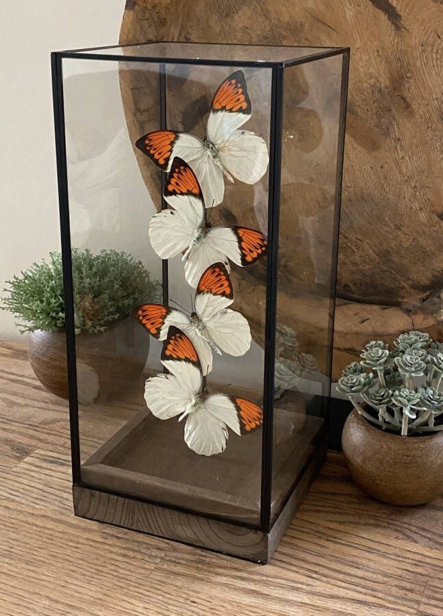 World of wonders Deco Glazen vitrine met 4 echte Hebomoia Glaucippe vlinders Opgezet taxidermie entomologie