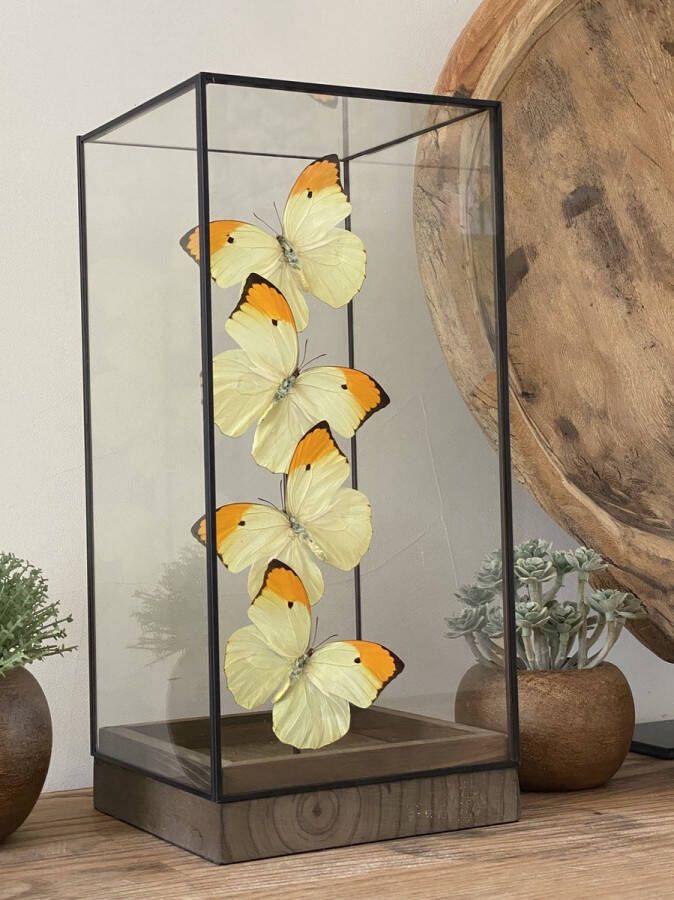 World of wonders Deco Glazen Vitrine met echte Anteos Menippe vlinders