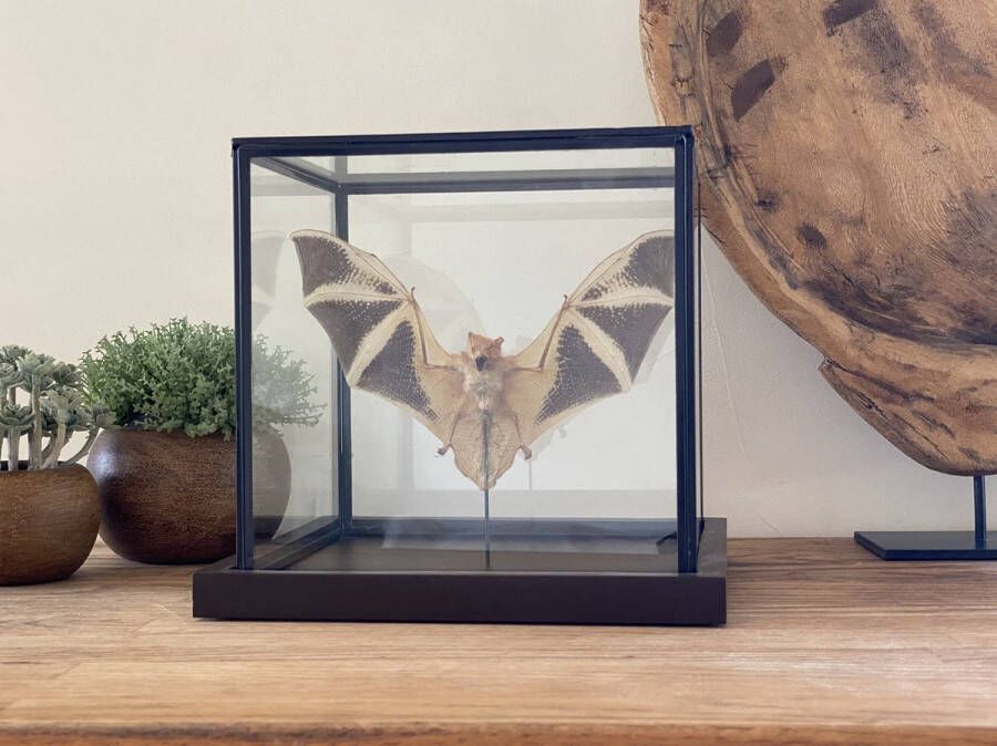 World of wonders Deco Glazen vitrine met een echte vleermuis Kerivoula Picta