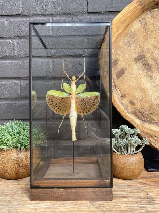 World of wonders Deco Glazen vitrine met een opgezette wandelende tak Paracyphocrania Major Taxidermie entomologie