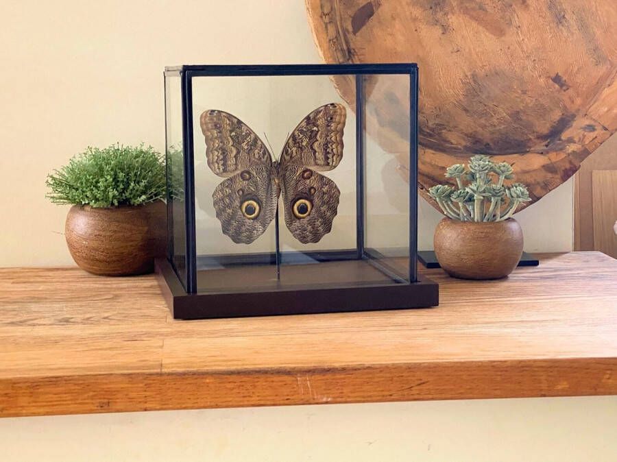 World of wonders Deco Glazen vitrine met opgezette vlinder Caligo Brasiliensis taxidermie entomologie stolp