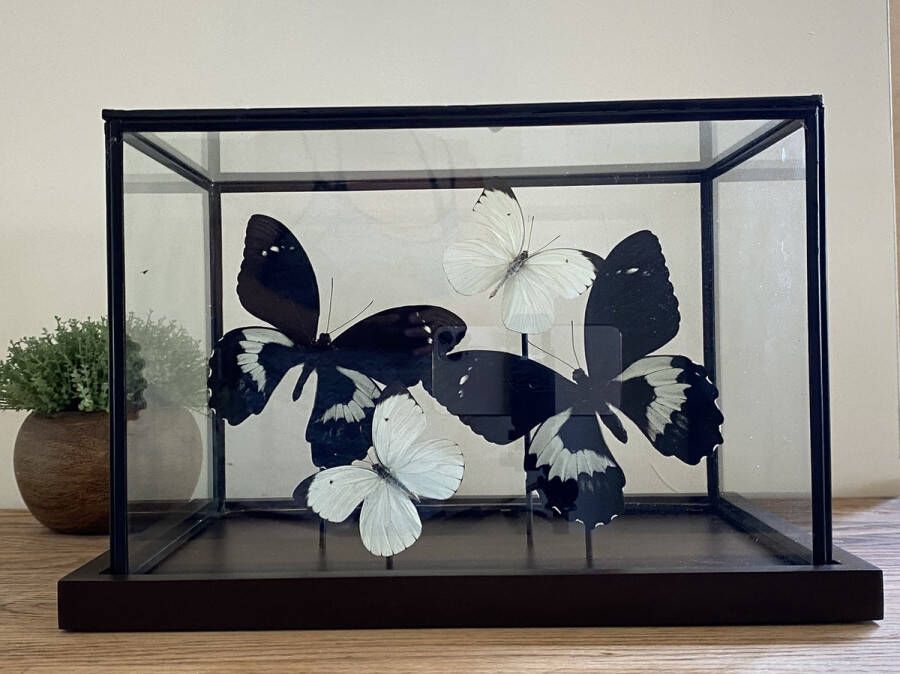 World of wonders Deco Vitrine met echte opgezette Papilio Gambrissus en Ascia Bunaea vlinders