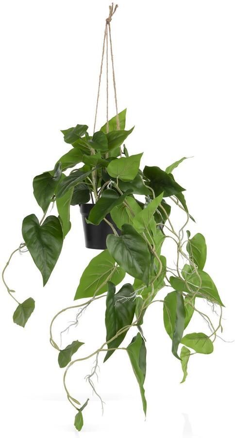 COCO maison Philodendron in pot