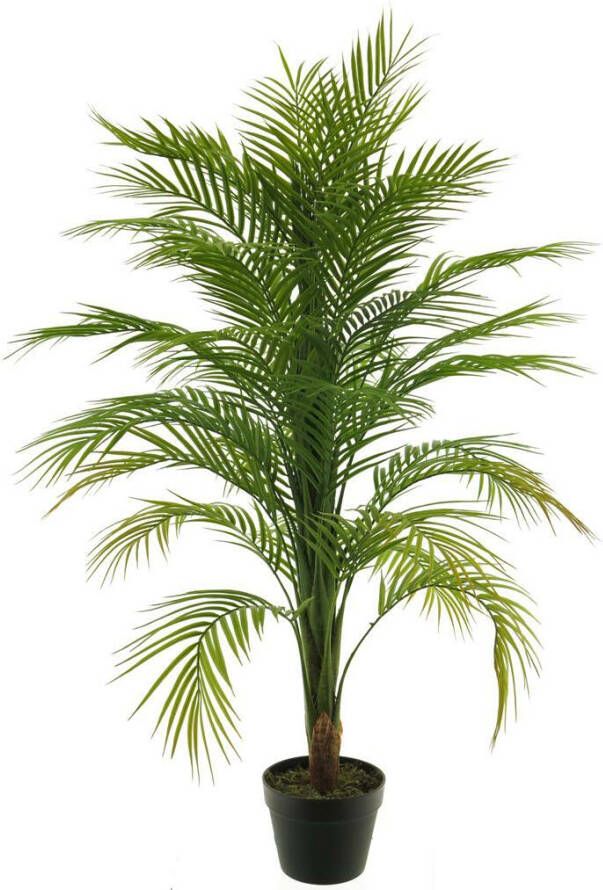 Coppens Areca palm in pot green 120cm