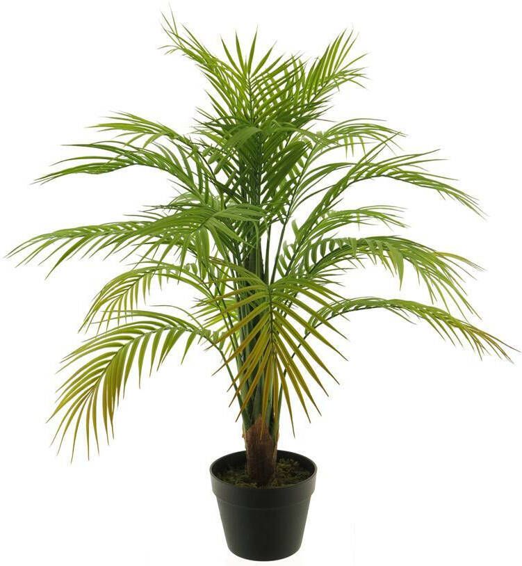 Coppens Areca palm in pot green 90cm