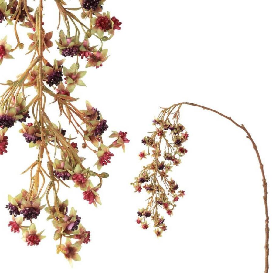 Coppens Berry plant rasberry hanging spray