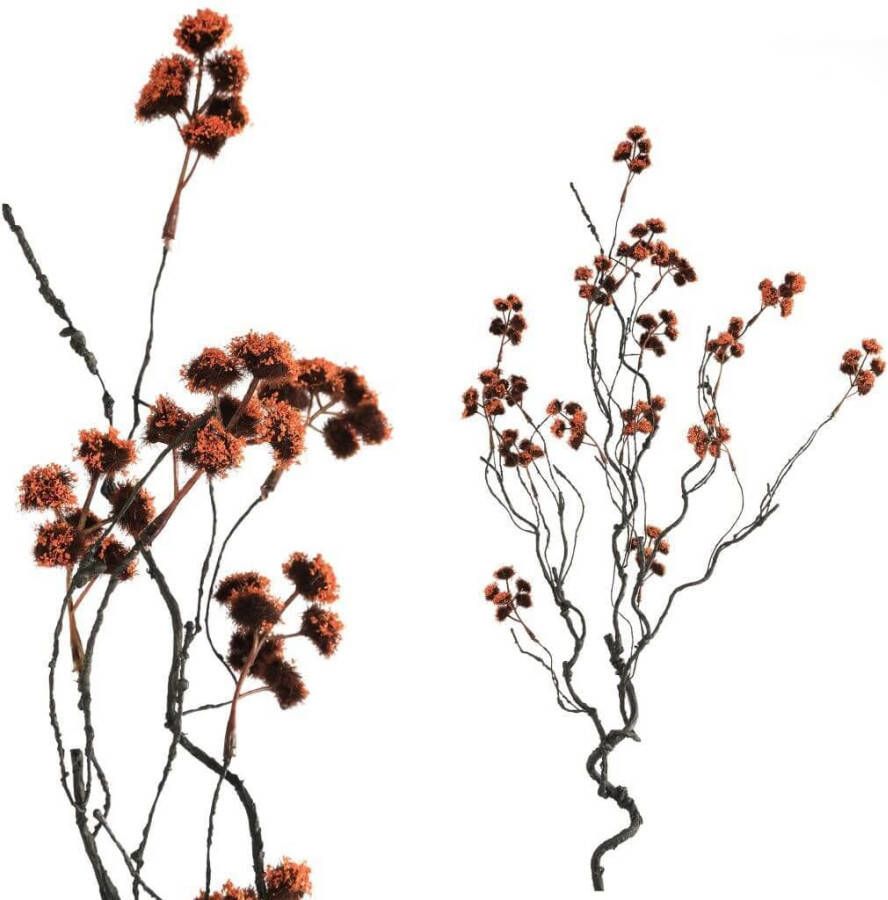 Coppens Berry plant red curvy sprays