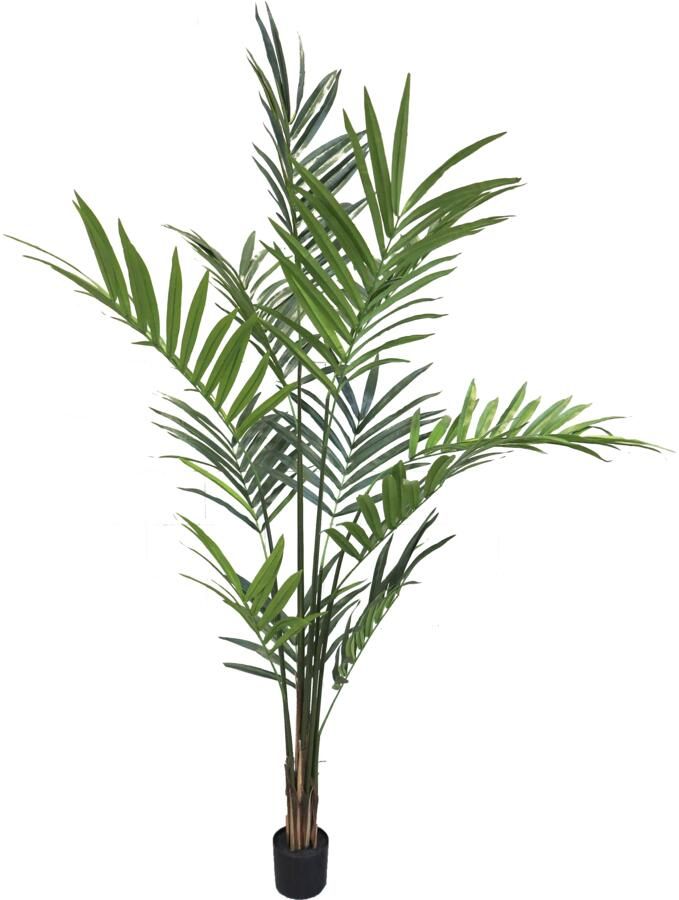 Coppens Areca palm giant green 210cm - Foto 1