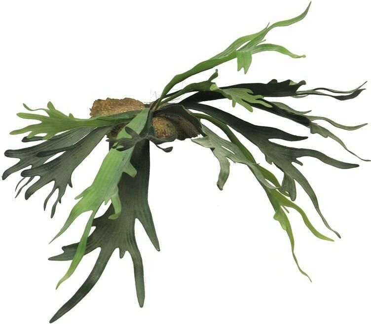 Coppens Best Platycerium green 50cm - Foto 1