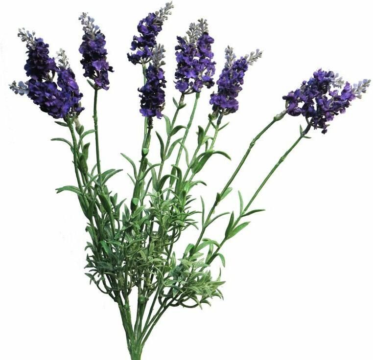 Coppens Lavendula Lablusa donker blue 40cm