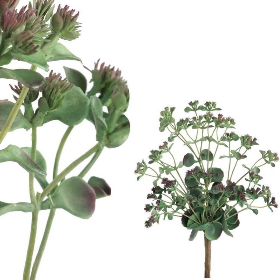 Coppens Leaves plant green Kalanchoe bush