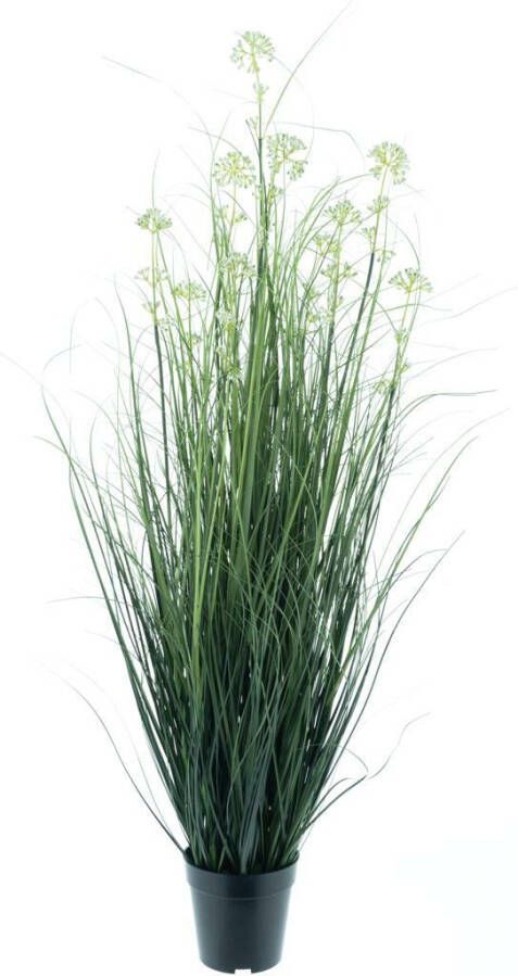 Coppens Mini dill weed grass in pot green 122cm