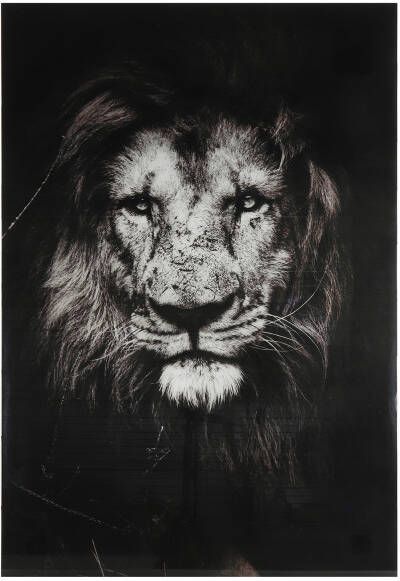 Coppens Schilderij leeuw vk Musafa L zwart-L0 4B120H80CM