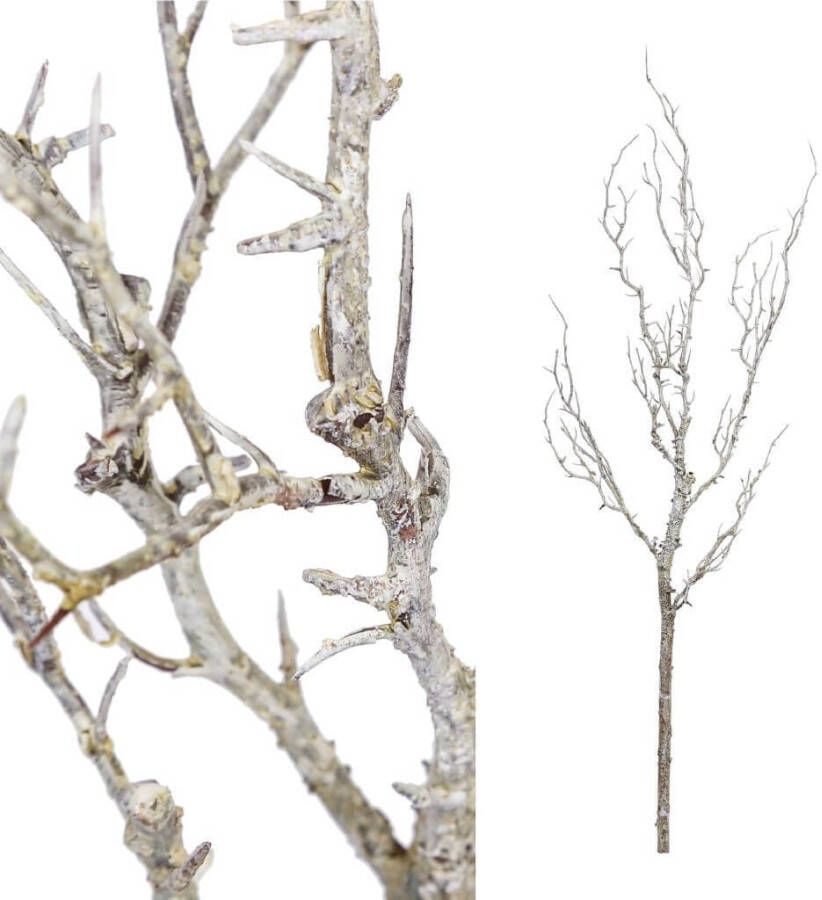 Coppens Twig plant brown dried look