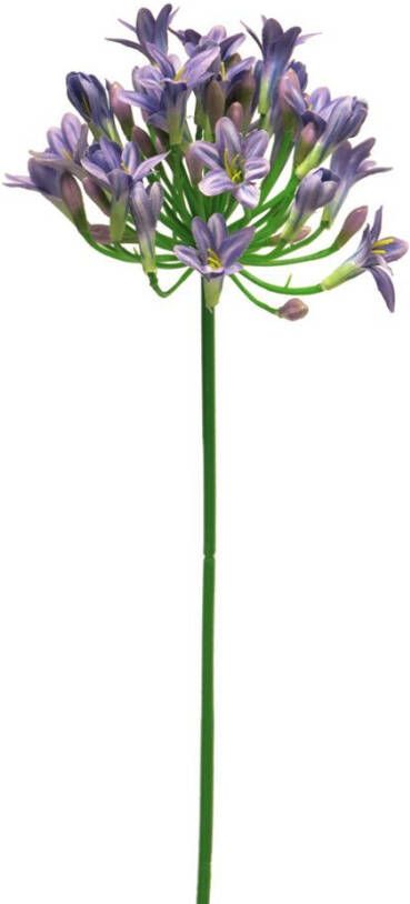 Nova Nature Agapanthus dame blauw 75cm