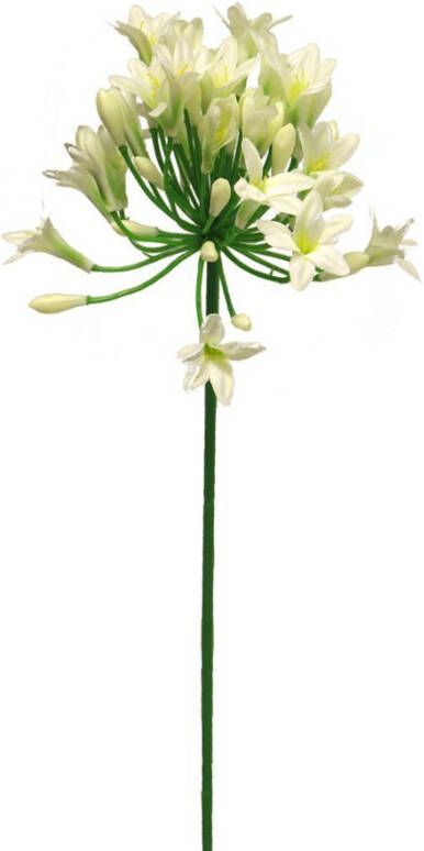 Nova Nature Agapanthus dame crème 75cm