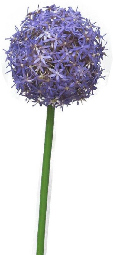 Nova Nature Allium Quin paars 14cm kop