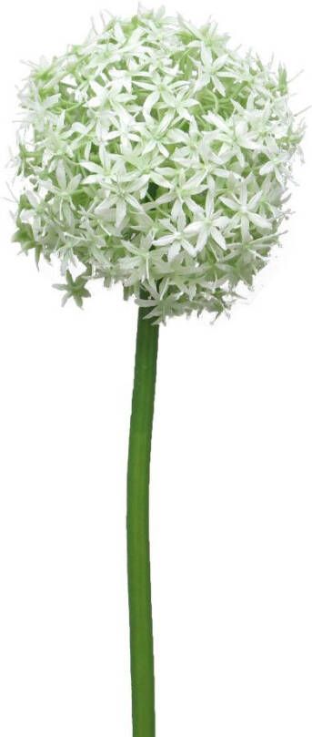 Nova Nature Allium Quin wit groen 14cm kop