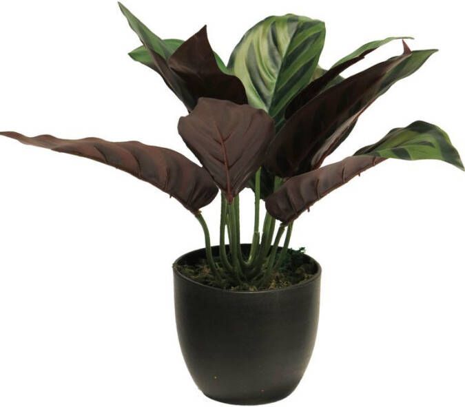 Nova Nature Calathea zonneschijn in pot 25cm