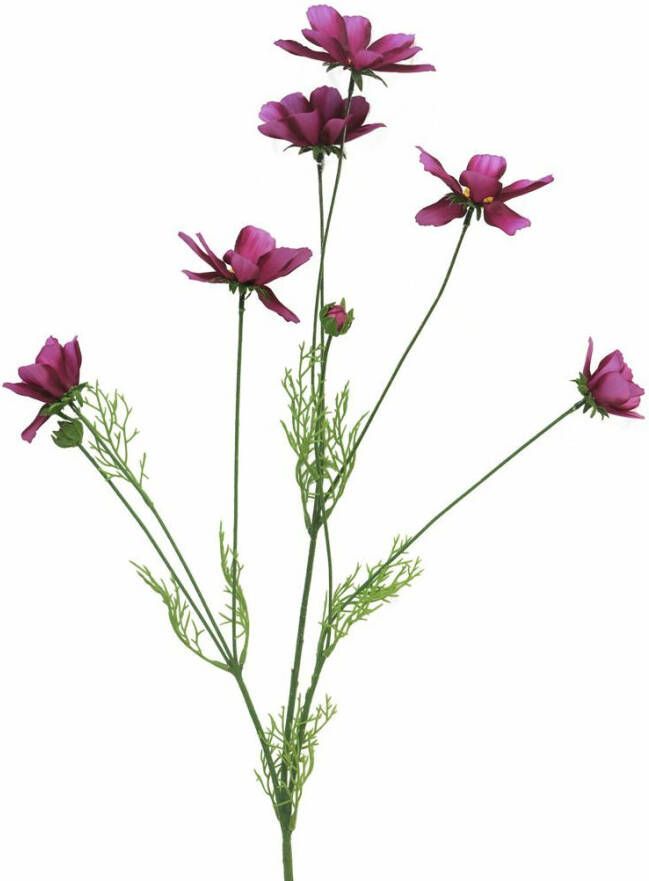 Nova Nature Cosmos Orion beauty 92cm