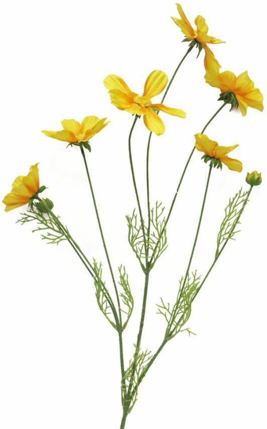 Nova Nature Cosmos Orion yellow 92cm