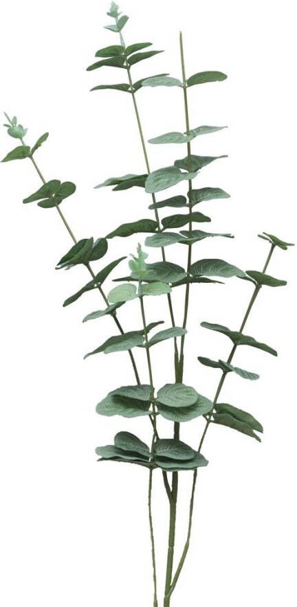 Nova Nature Eucalyptus Cinera lvs spray x5 90cm