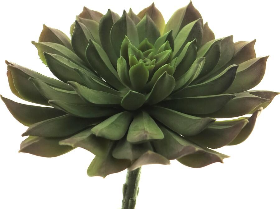 Nova Nature Aeonium pick green15cm - Foto 1