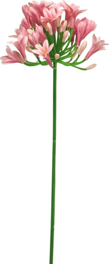 Nova Nature Agapanthus lady pink 75cm
